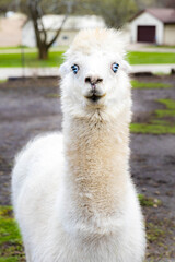 Close-Up of Cute White Llamas at the Farm