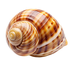 Striped Seashell A CloseUp View isolated on transparent baackground