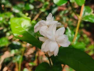 Delicate White Jasmine Sambac Flowers Blooming in a Lush Garden, Emitting a Sweet Fragrance and Symbolizing Purity