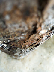 Detailed view of tree bark