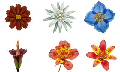 Colorful Exotic Flowers Collection on Transparent Background