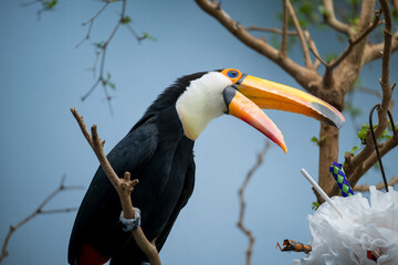 Colorful toucan perched on branch near decorative objects in nature habitat