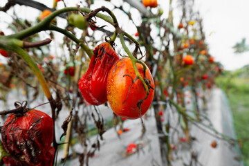Tomato crops with fungal infection and fruit rot on support structures.