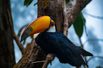 Naklejka premium Wildlife observation of a toucan perched on a branch in a tropical forest