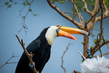 Colorful toucan perched on branch near decorative objects in nature habitat
