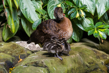 Mother duck resting with her ducklings near green foliage in a serene setting