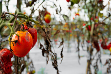 Diseased tomato plants bearing spoiled fruit in failed crop harvest.