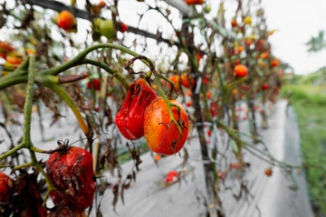 Agricultural crop failure seen in rotting tomatoes and wilting plants.