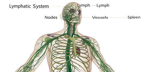 Lymphatic system of the human body 3d illustration