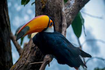 Wildlife observation of a toucan perched on a branch in a tropical forest