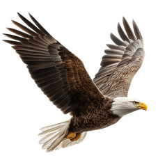 Bald eagle flying with wings spread isolated on white background