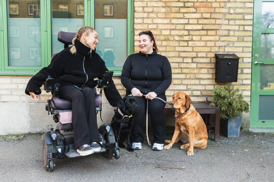 Caregiver and Woman in wheelchair with Labradors Outdoors