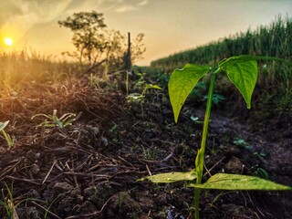 Young plant growing in a field at sunrise
