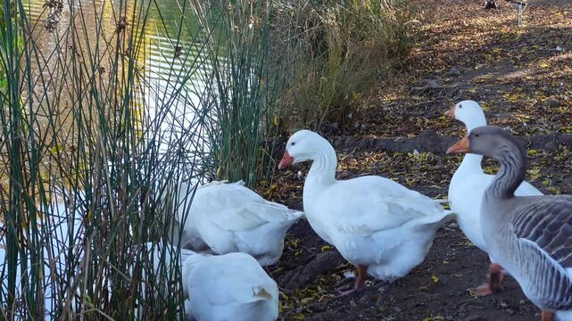 A group of geese waterfowl species line up walking into the water lake, Victoria, Australia