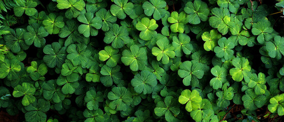 Fototapeta premium Dense cluster of green shamrocks filling the frame with a natural and vibrant composition view from above