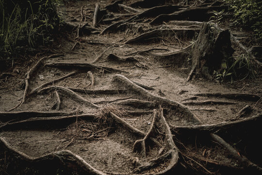 Intricate Forest Floor A Tapestry of Roots and Earth