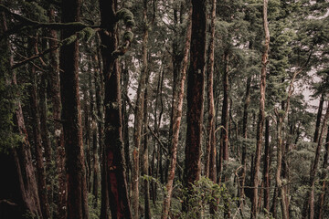 Fototapeta premium Enigmatic Forest Exploring the Deep Woods and Ancient Trees