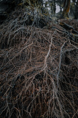 Intricate Root System Unveiling the Hidden Wonders of Nature's Underground Network