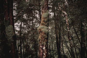 Enchanted Forest Moss-Covered Trees in a Mystical Woodland