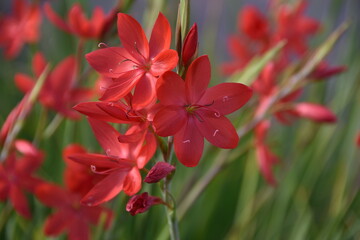 The river lily or crimson flag lily
Hesperantha coccinea, synonym Schizostylis coccinea, is a species of flowering plant in the iris family Iridaceae, native to Southern Africa and Zimbabwe.