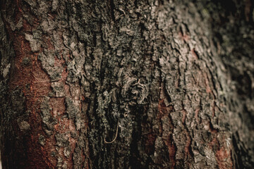 Close-Up of Rugged Tree Bark Texture Nature's Abstract Art