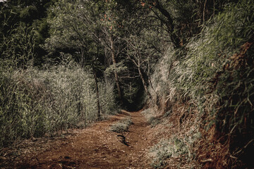 Mysterious Forest Path A Journey into the Deep Woods