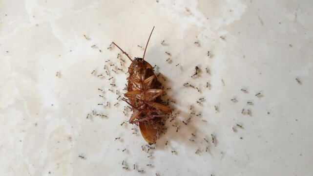 Ants Devouring Dead Cockroach