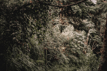 Enchanted Forest Lush Greenery and Mysterious Depths