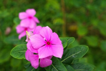 Fototapeta premium close up of a pink flower of Catharanthus roseus or periwinkle flower in the garden