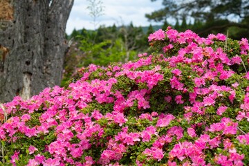 Obraz premium 万年山のミヤマキリシマ