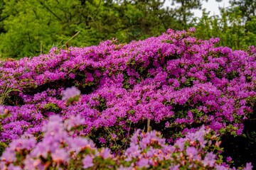 Obraz premium 万年山のミヤマキリシマ