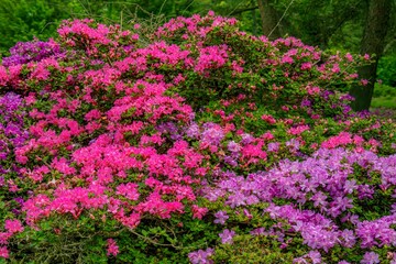 万年山のミヤマキリシマ