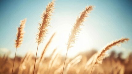 Fototapeta premium Golden grass swaying in the sunlight.