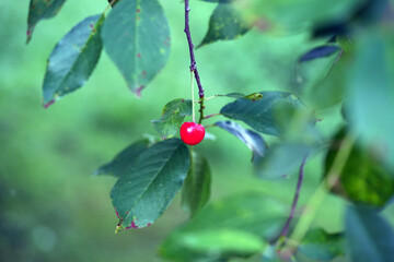 cherry
