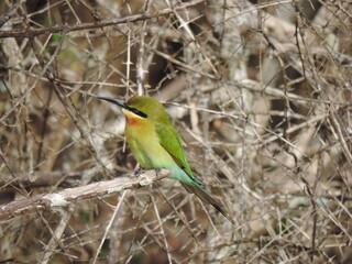 Sri Lankan Birds in Wilpattu Natioanl Park, Sri Lanka 