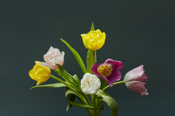 Bunch of coloured tulips flowers bouquet on dark blue background