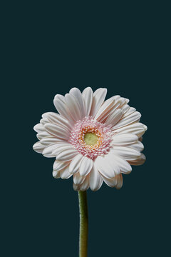 Vertical view of tender pink gerbera flower against dark background