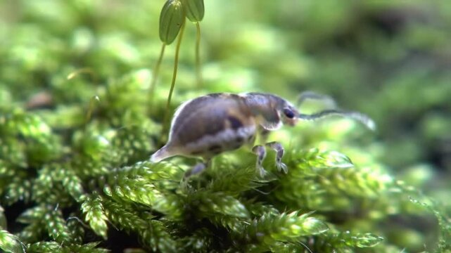 Closeup of a collembolan on moss