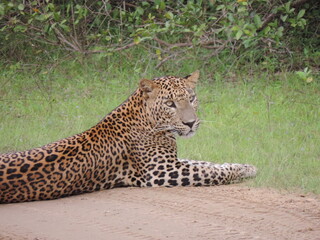 Sri Lankan Leopard in Wilpattu National Park, Sri Lanka 
