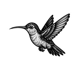 Obraz premium Detailed Engraved Illustration of a Hummingbird in Flight on Isolated White Background