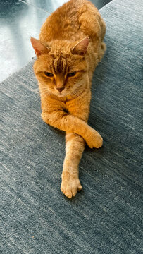 Cat in amusing pose