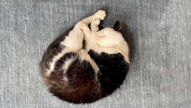Curled up cat