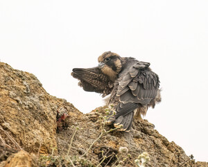 Peregrine falcon (Falco peregrinus) Juvenile perched on hill, Northern California. 