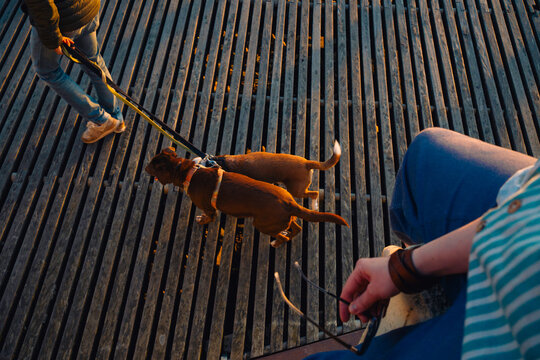 Person walking two dogs on a wooden boardwalk during sunset