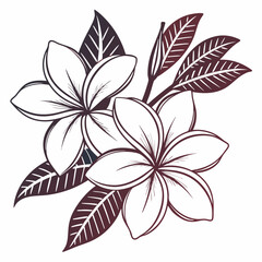 Elegant Plumeria Flower Illustration with Detailed Leaves and a Gradient Outline