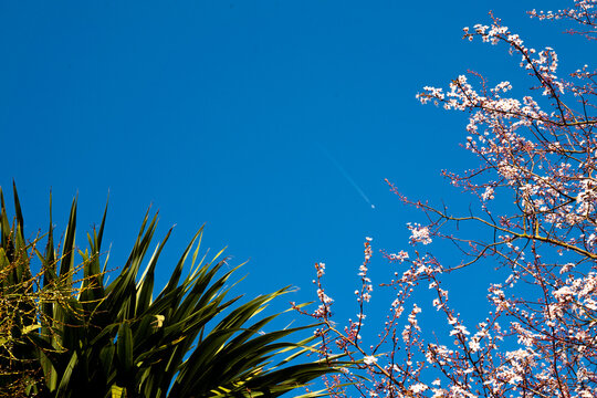 Cherry blossom, a palm and a plane in sky