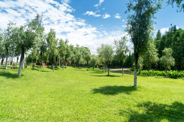 Beautiful panorama of green city park