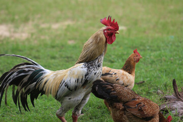 rooster in the garden © feriadi
