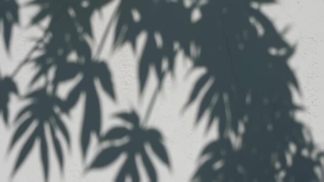 A natural tree leaves shadow on wall background
