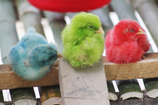 Cute artificial baby birds in yellow, green, and blue colors displayed as charming decorative ornaments.
